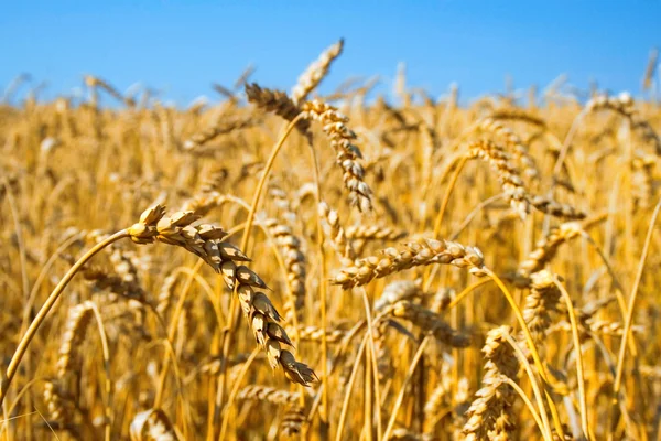 Ears of wheat — Stock Photo, Image