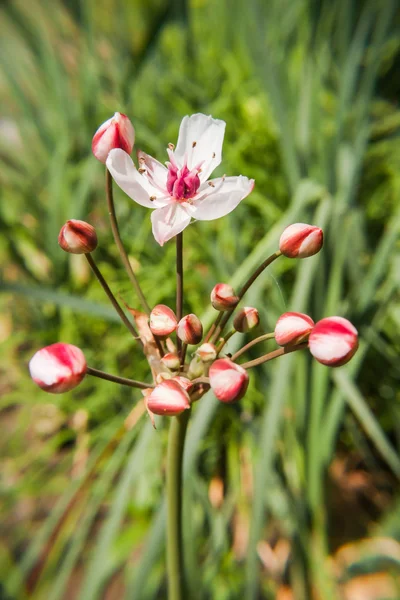 Butomus umbellatus — Foto Stock