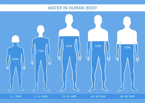 水在人体内。在不同年龄段的人 — 图库矢量图片