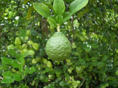 Bergamot meyve ağacı üzerinde