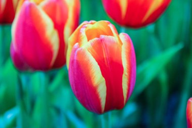 Güzel çiçekler açıyor.