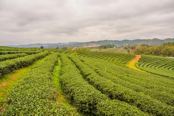 Choui Fong çay plantasyon