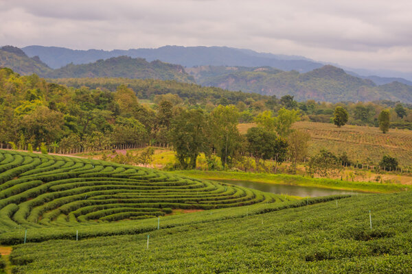 Choui Fong Tea Plantation