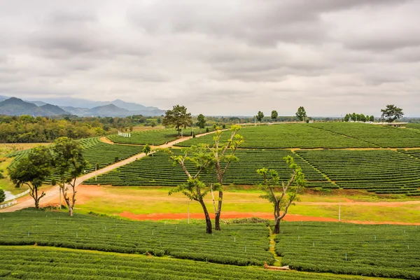 Choui Fong herbata Plantation — Zdjęcie stockowe