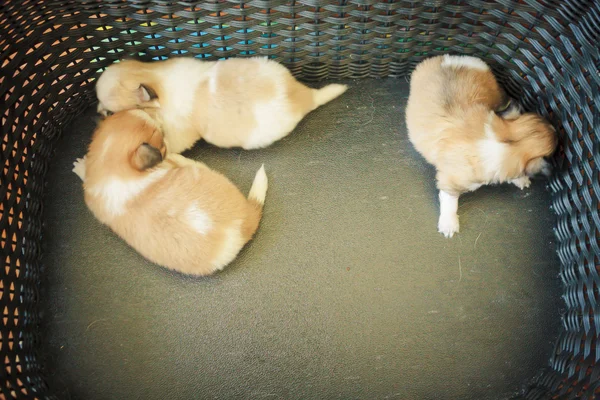 Chihuahua köpek yavrusu