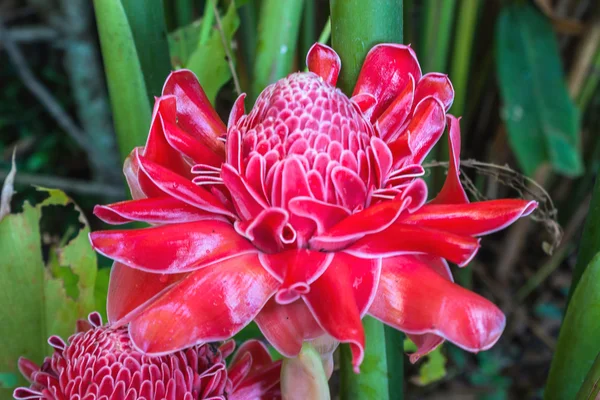 Torch Ginger With Green Leaves — Stock Photo, Image