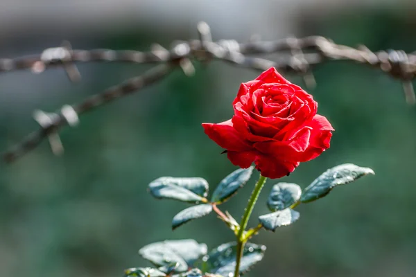Kırmızı gül Blomming