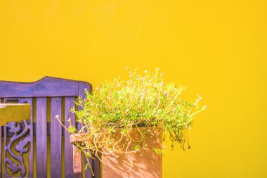 Ortak Semizotu çiçekler