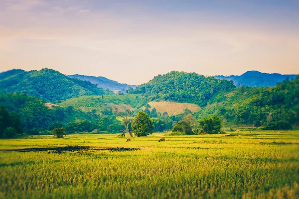 Récolte de rizières en milieu rural — Photo