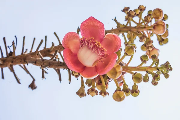 Guianensis Or Cannonball Tree — Stock Photo, Image