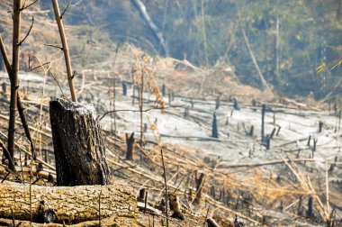 Orman yangını endişe verici