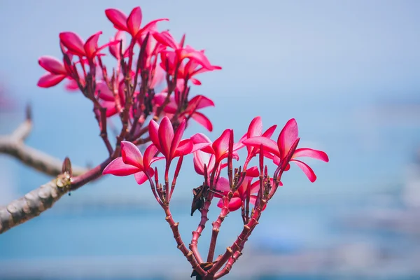 Plumeria ağaç dalları