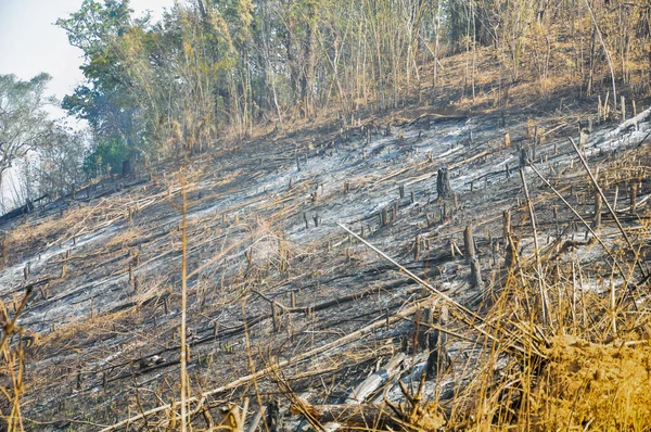Orman yangını endişe verici