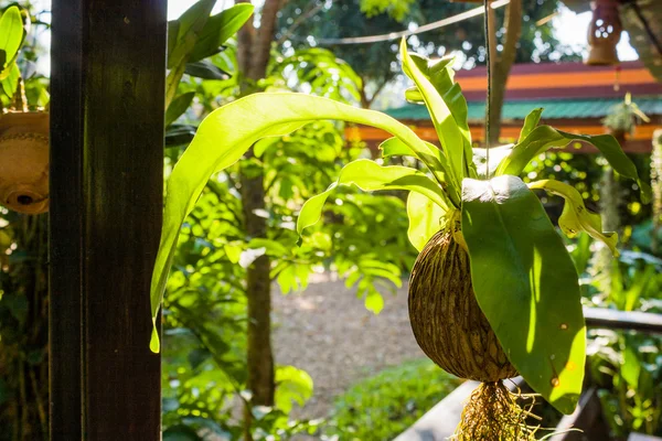 Asplenium Nidus Fern türler 