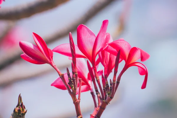 Piękny Plumeria kwiatów — Zdjęcie stockowe