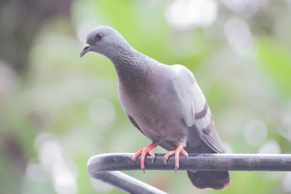 Siyah çelik üzerinde güvercin (Columba livia) levrek