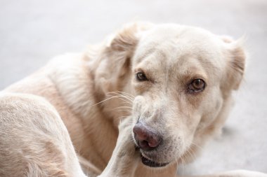 beyaz köpek uyurken 