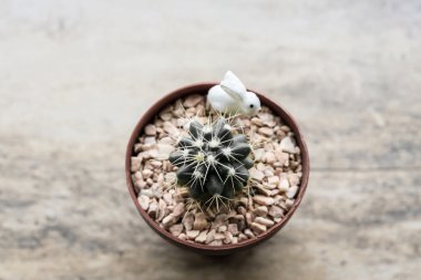 Kaktüs tesisi yakın çekim