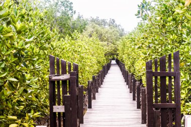 Mangrov ağaç ya da çalı