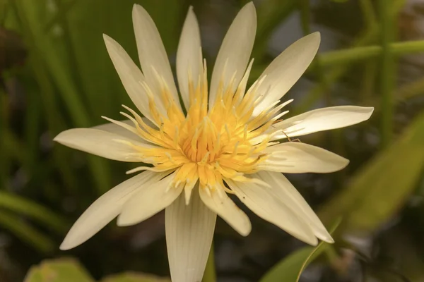 Beautiful Yellow Lotus — Stock Photo, Image