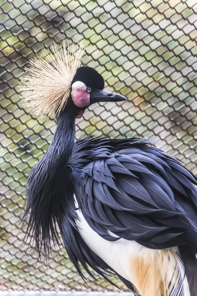 Black-gekroond kraan — Stockfoto