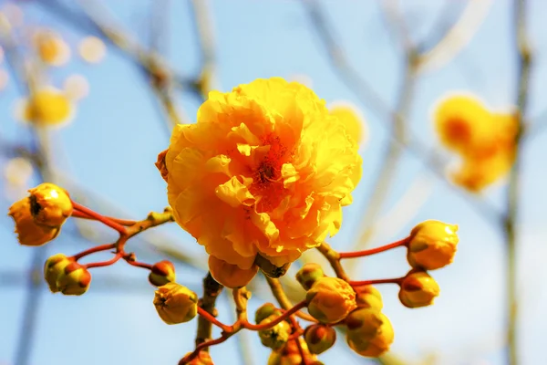 Gul bomull blomma — Stockfoto