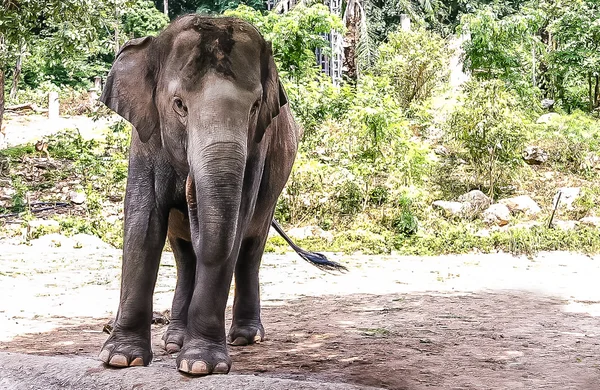 Hayvanat bahçesindeki fil