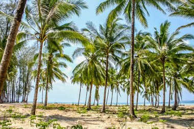 Hindistan cevizi palmiyesi