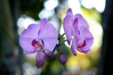 Havada sarkan dalda asılı güzel mor orkide çiçekleri.