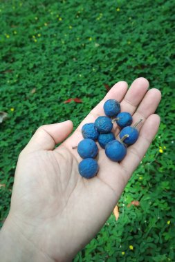 Mavi Jenitri ve taze yeşil çimenler