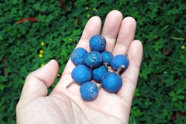 Mavi Jenitri ve taze yeşil çimenler