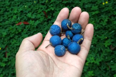 Mavi Jenitri ve taze yeşil çimenler