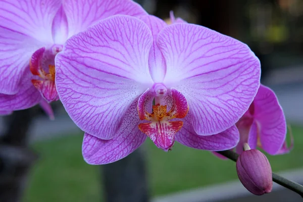 Красивые Фиолетовые Цветы Орхидеи Ветке Висящей Воздухе — стоковое фото
