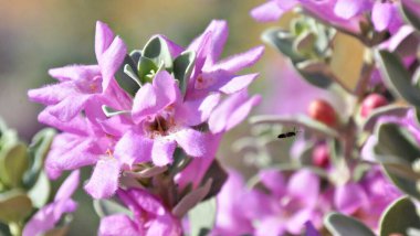 Mor renkte bir gül. Yüksek kalite fotoğraf