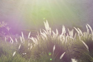 Bahçede güneş ışığıyla bezenmiş çimenler. Yüksek kalite fotoğraf