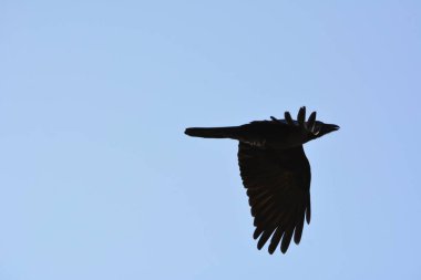 Sabah gökyüzünde siyah sürat, mavi sabah gökyüzünün arka planında siyah süratli uçuş, gökyüzünün arka planında güneş ışığında bir kuşun silueti. Yüksek kalite fotoğraf