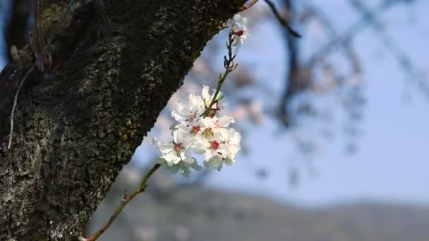 Våren körsbärsträdet blommar — Stockvideo