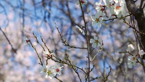 봄 꽃 나무 — 비디오