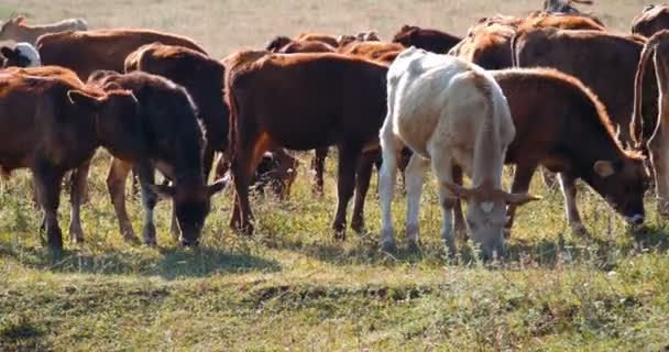 Βοοειδή γαλακτοπαραγωγής — Αρχείο Βίντεο