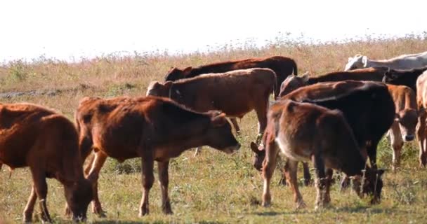 Vacas lecheras pastando — Vídeos de Stock