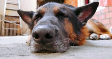 yorgun ve uykulu köpek