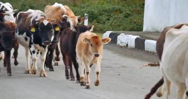Uma enorme manada de gado caminhando — Vídeo de Stock
