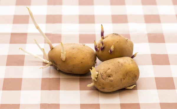 masada filizlenmiş patates