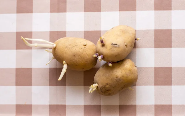 masada filizlenmiş patates