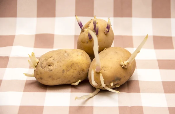 Patatas germinadas en la mesa —  Fotos de Stock