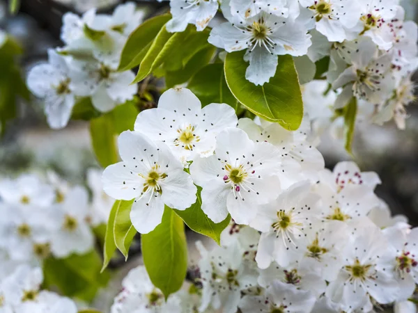Spring cherry tree blossoms — Stock Photo, Image
