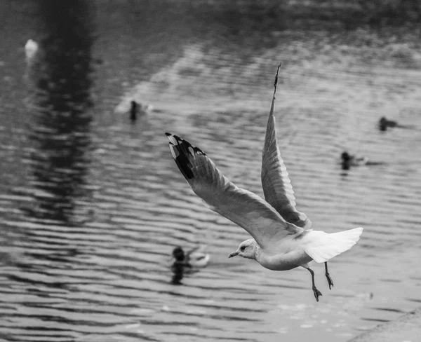Seagull flying above — Stock Photo, Image