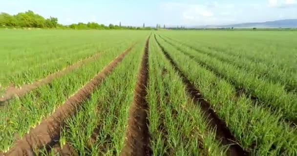 Campo de cebollas verdes — Vídeos de Stock