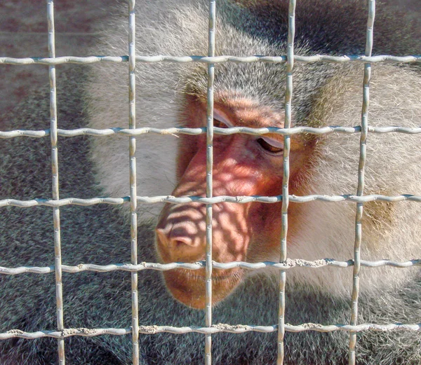 Babouin mâle assis en cage — Photo