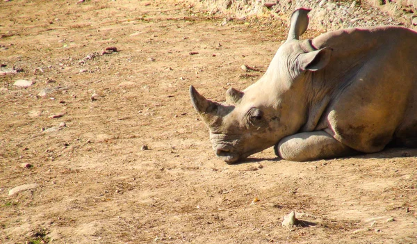 Rhino lying in sand — Stock Photo, Image